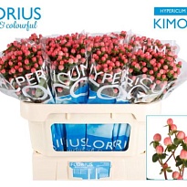 Гиперикум Coco Kimono 10шт