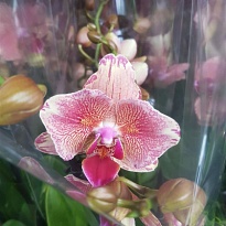 Орхидея Фален. Пират Пикоти Пелорик 2 ст d12 h60 10шт