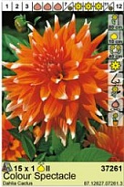 Георгина Колор Спектакль кактус. 1шт*