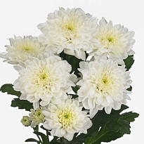 Хризантема кустовая Bardot 5шт