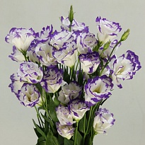 Эустома Excalibur Blue Picotee 10шт (A)