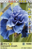 Ирис Конкорд Краш Сиб. 1шт*