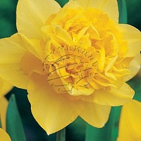 Нарцисс Do Dick Wilden 10шт