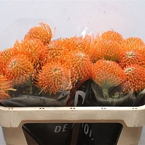 Леукоспермум Ayoba Peach 5 шт