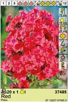 Флокс Красный 1шт*