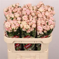 Роза кустовая Sweet Porcelina дл.70 10шт