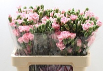 Гвоздика кустовая Rosadita 10шт