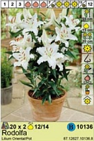 Лилия Родолфа вост./горш. 12/14 2шт*