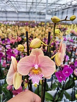 Орхидея Фален. Лимитед 32 2ст d12 h65 10шт