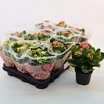 Каланхое микс Биколор d9 h20 12шт