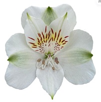 Альстромерия Tessa Luzon дл.60 10шт