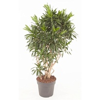 Драцена Рефлекса Бранч. d30 h130 1шт