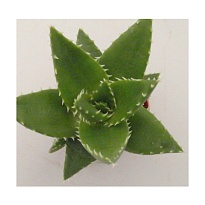 Алоэ Митриформис d12 h40 6шт