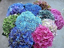 Гортензия Condor Andino Sas Mix дл.PREMIUM 1шт