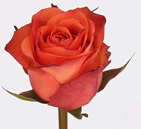 Роза PJ Dave Orange Wave дл.40 10шт