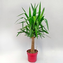 Юкка Элефантис Бранчд d24 h110 1шт