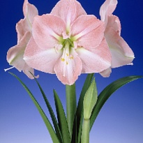 Гипеаструм Darling 1шт