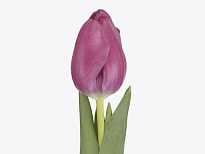 Тюльпан Furand Purple10шт