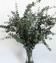 Эвкалипт Baby Blue (К) дл.110 (800г/уп) 1уп