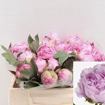 Пион Suffruticosa Gioia Pink 5шт