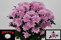 Хризантема кустовая Veronica 5шт