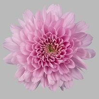 Хризантема одноголовая Kalimba 10шт