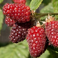 Ежемалина Тайберри/Цв.Кор