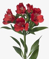 Альстромерия Much Red дл.60 10шт