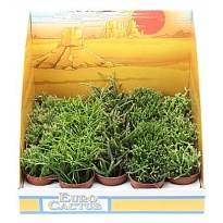 Рипсалис Микс Шоубокс d5 h10 20шт