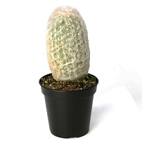 Кактус Эспостоя Меланостеле d5 h10 20шт