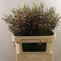 Хамелациум (Waxfl) Niki 5шт