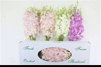 Орхидея Dendrobium дл.40 1шт