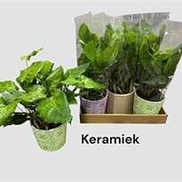 Калатея Нетворк (керамика) d12 h40 5шт