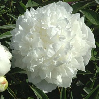 Пион Claude Tain 5шт