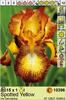 Ирис Споттед Йеллоу герм.1шт*