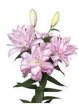 Лилия Dbl Roselily Anouska 10шт