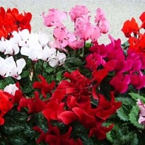 Цикламен Метис Фантазия d10 h20 8шт