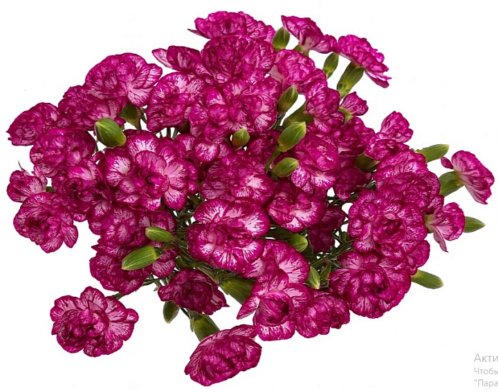 Гвоздика куст. Дунай (К) дл.60 20шт