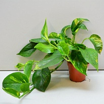 Эпипремнум Ауреум Мосспол d27 h160 1шт