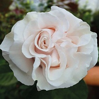 Роза Pacha Cotton-xpression дл.50 25шт