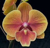 Орхидея Фален. Чикурачки 1ст d12 h70-80 10шт