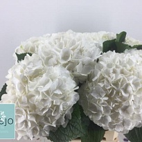 Гортензия Allure дл.80 1шт