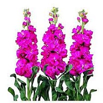 Маттиола Afrodita Hot Pink кустовая дл.60 5шт