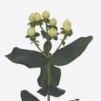 Гиперикум Coco Bellimo 10шт