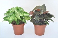 Сингониум микс d14 h25 6шт