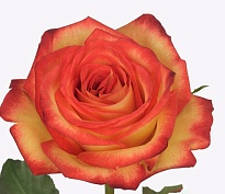 Роза Firefox дл.40 10шт