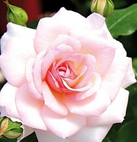 Роза Бремер Штадтмузикантен парковая/Цв.Кор