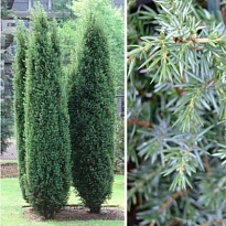 Можжевельник (Juniperus) обыкн. Хиберника (KV) d17 h50-55 1шт