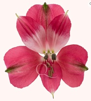 Альстромерия Tessa Intenz Dark Pink дл.60 10шт