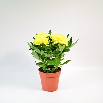 Хризантема Зембла Желтая 3pp d13 h35 8шт